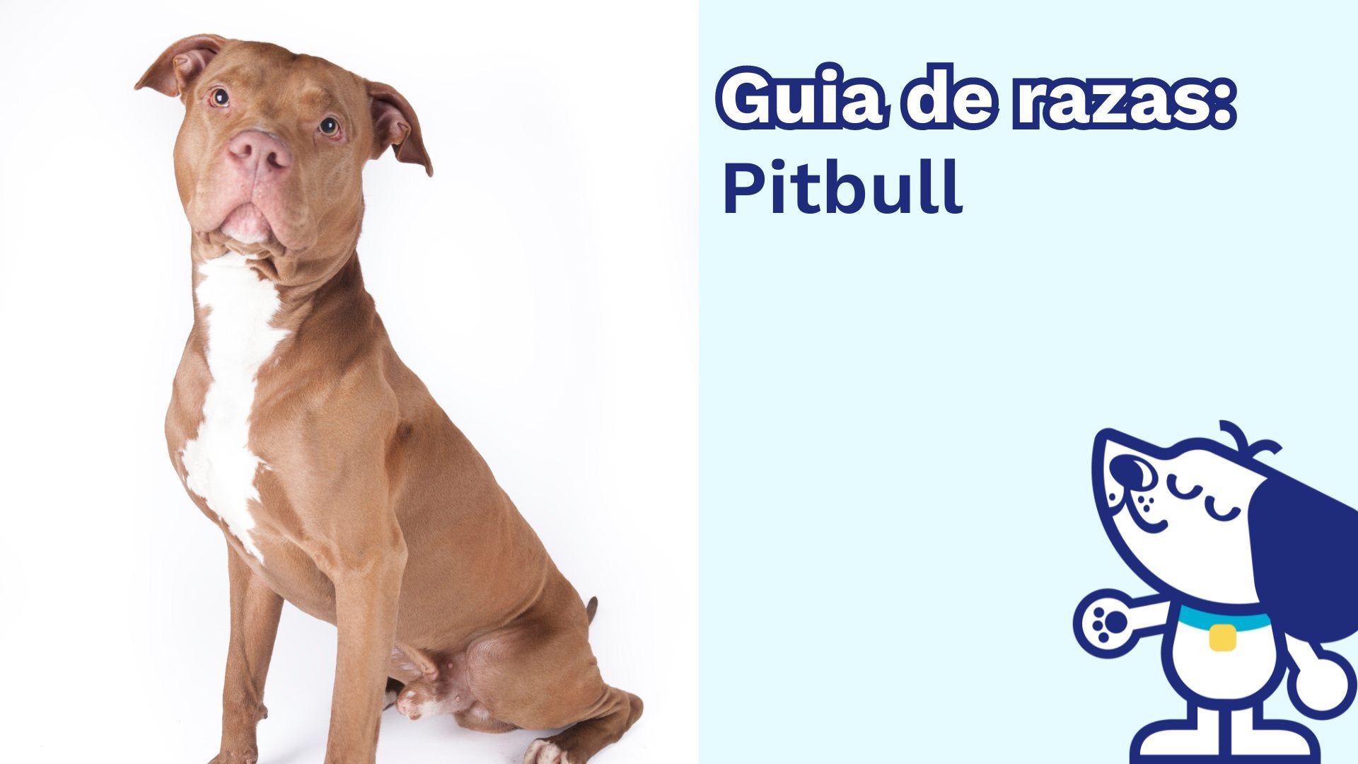 Guía de Razas: Pitbull