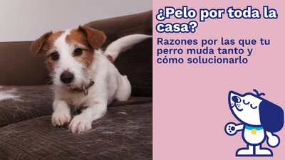 ¿Pelo por toda la casa? Razones por las que tu perro muda tanto y cómo solucionarlo