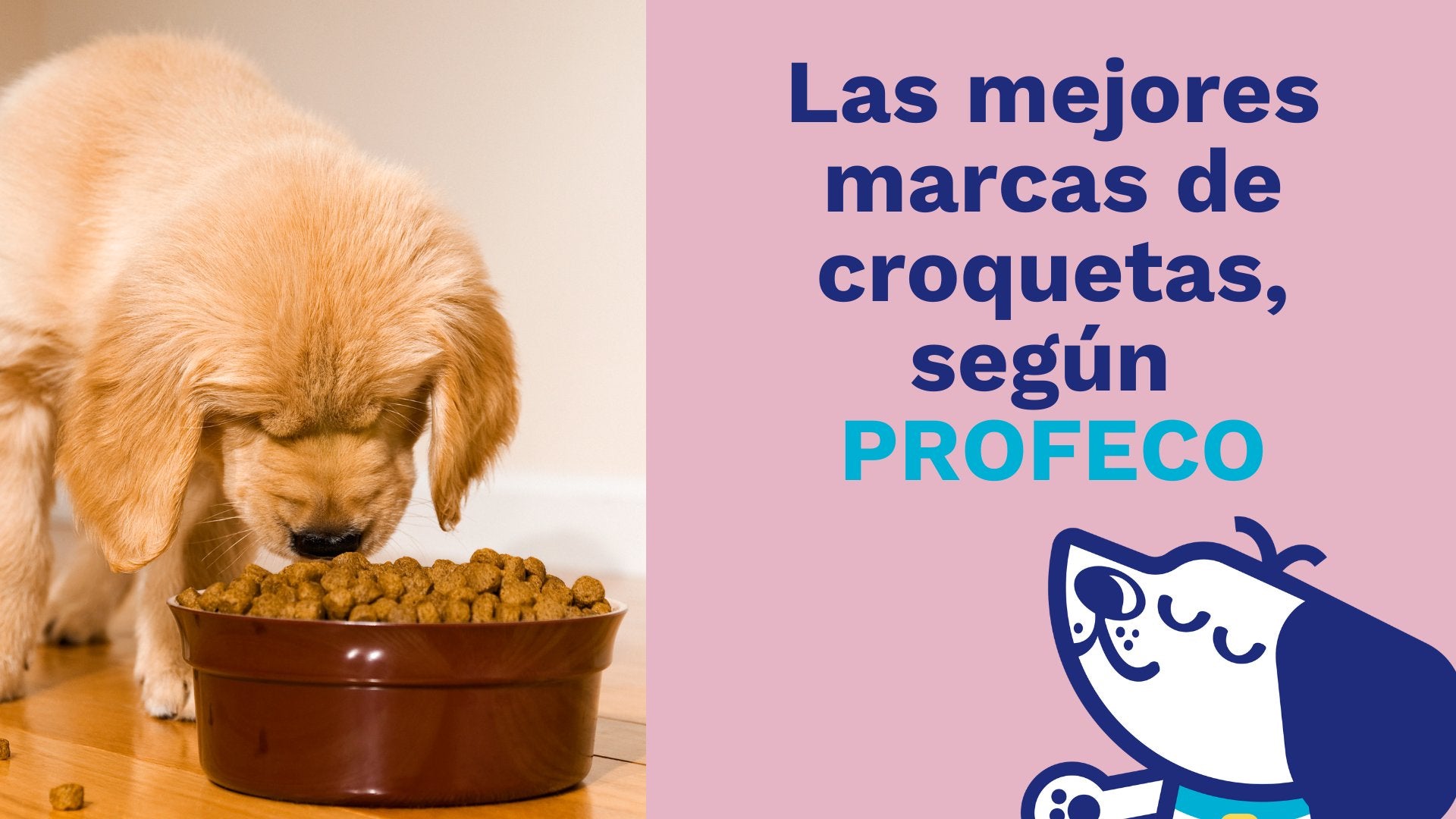 Las Mejores Marcas de Croquetas para Perro, según PROFECO