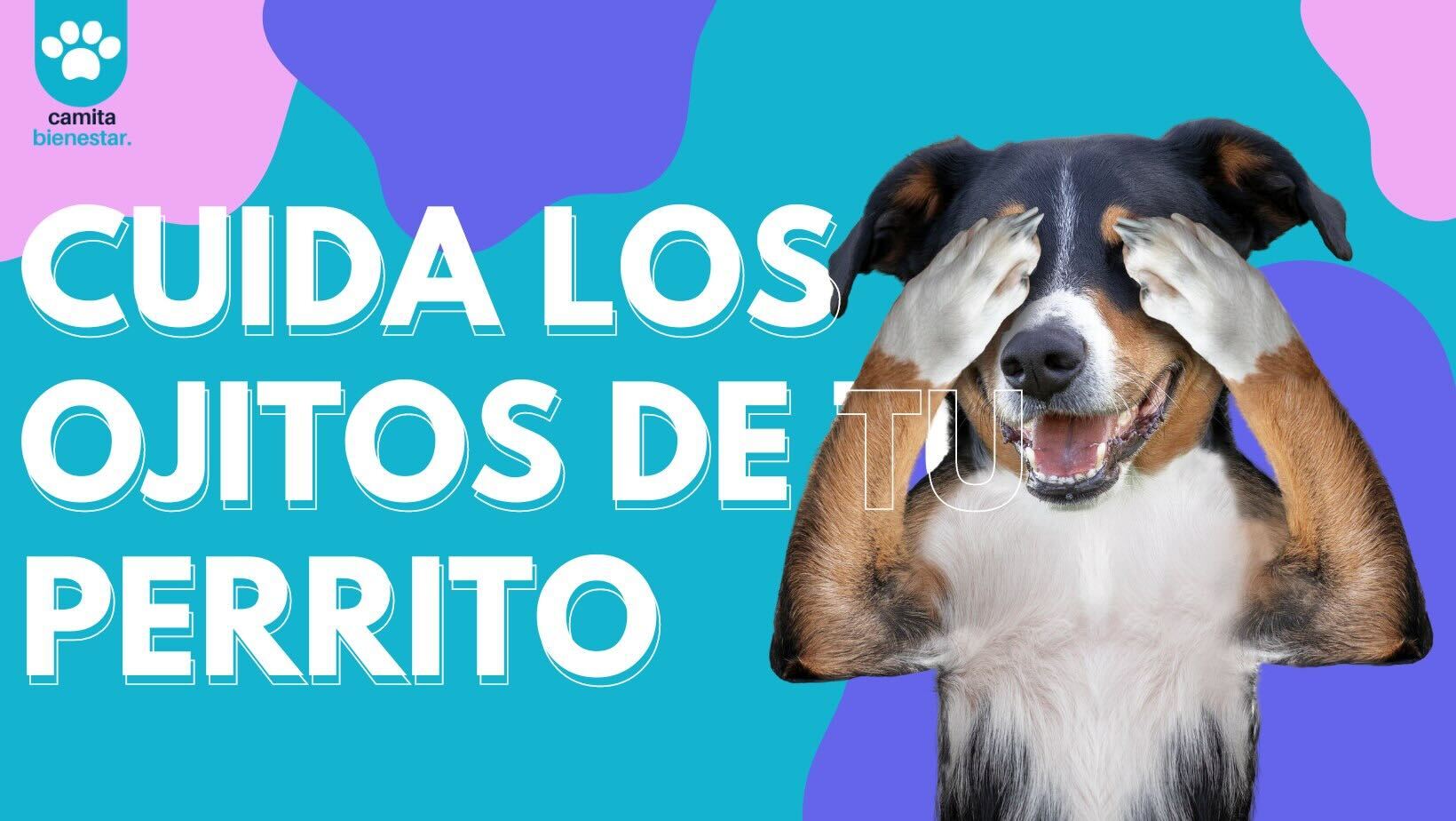 puede el ojo seco causar ceguera en los perros