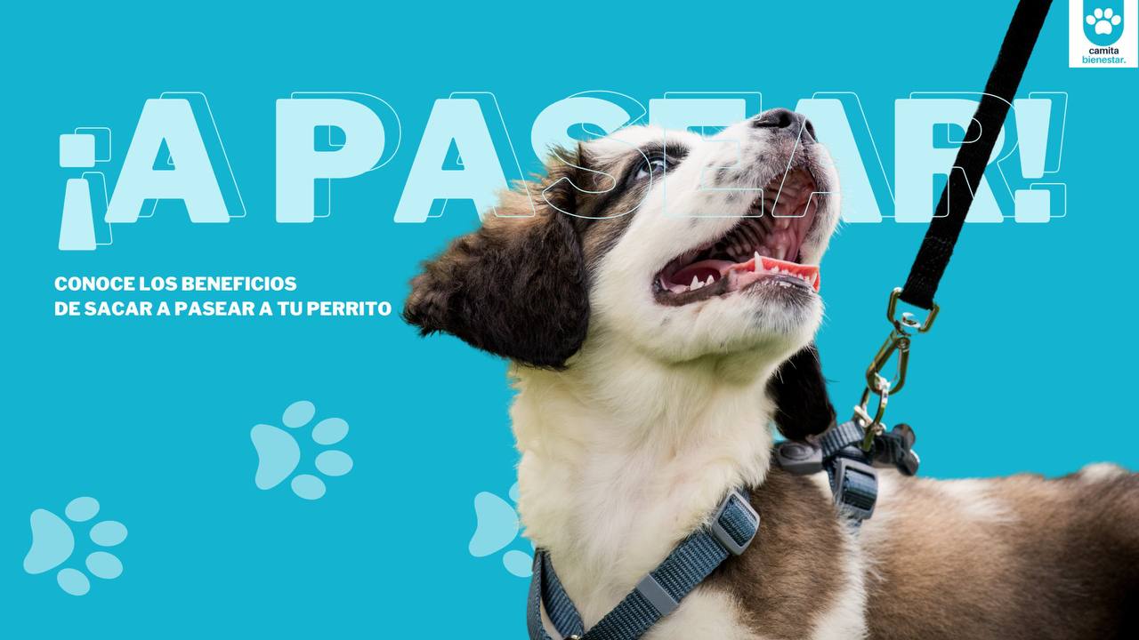 CONOCE A TU MASCOTA