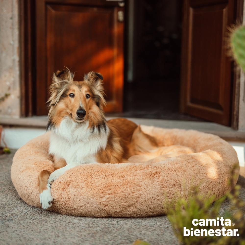 Camita Antiestrés con Memory Foam
