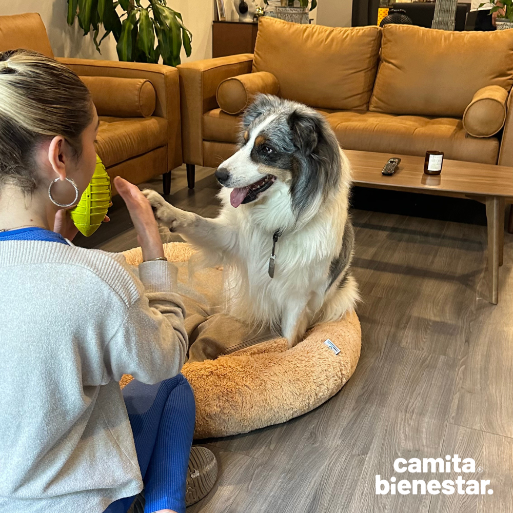 Camita Antiestrés con Memory Foam