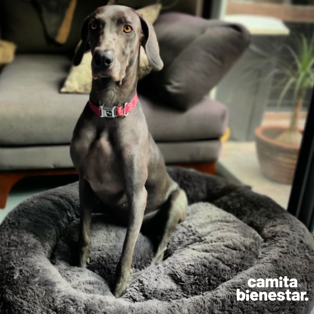 Camita Antiestrés con Memory Foam