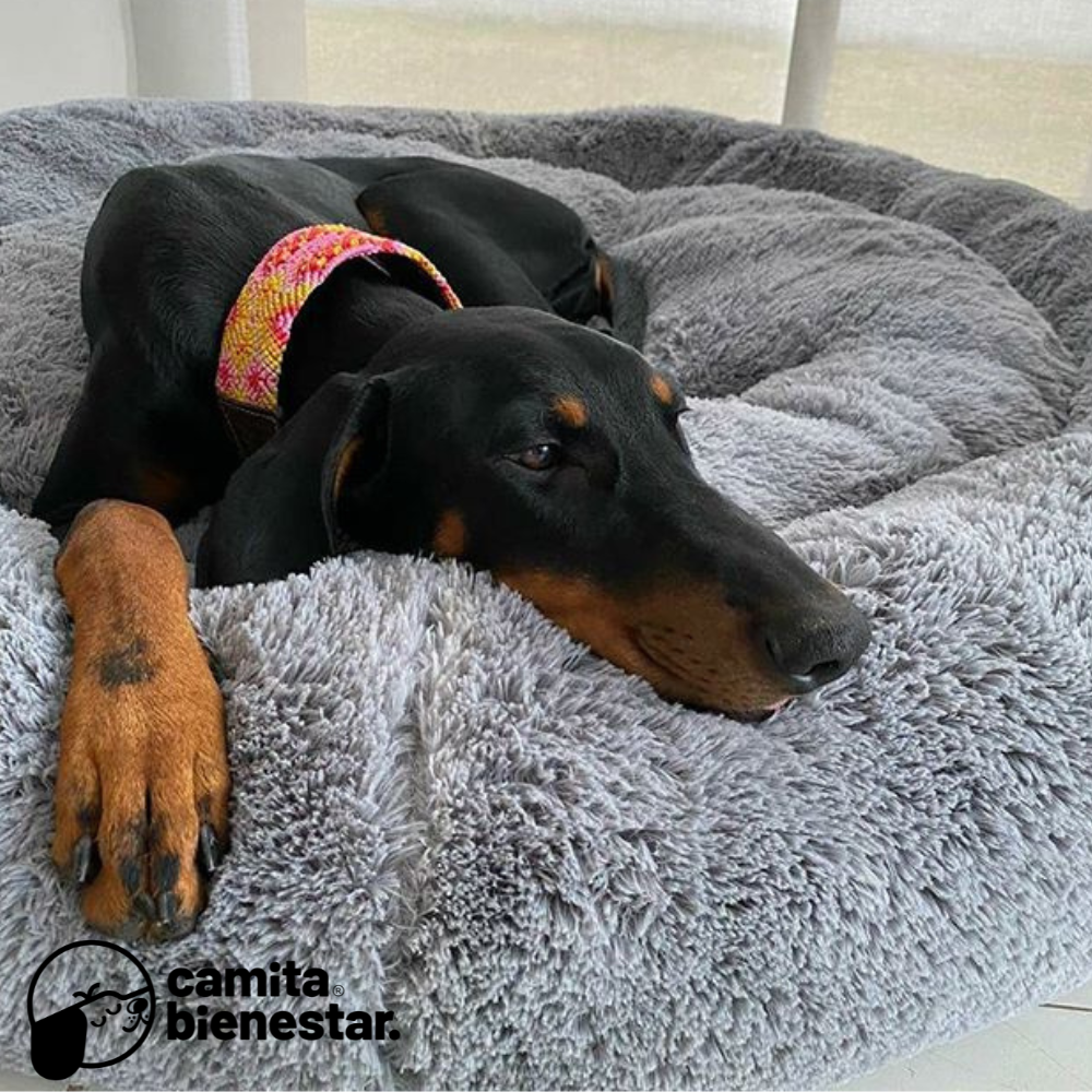 Camita Antiestrés con Memory Foam
