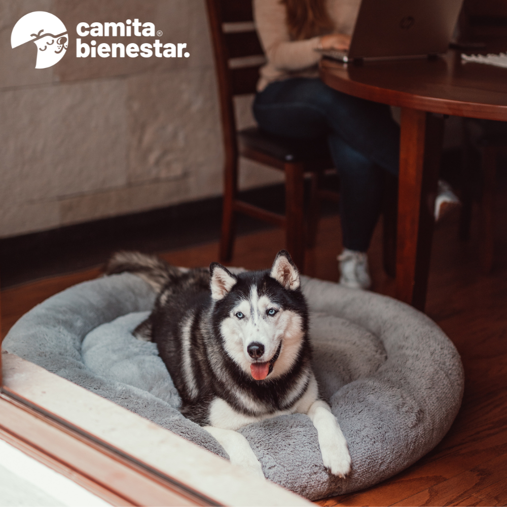 Camita Antiestrés con Memory Foam