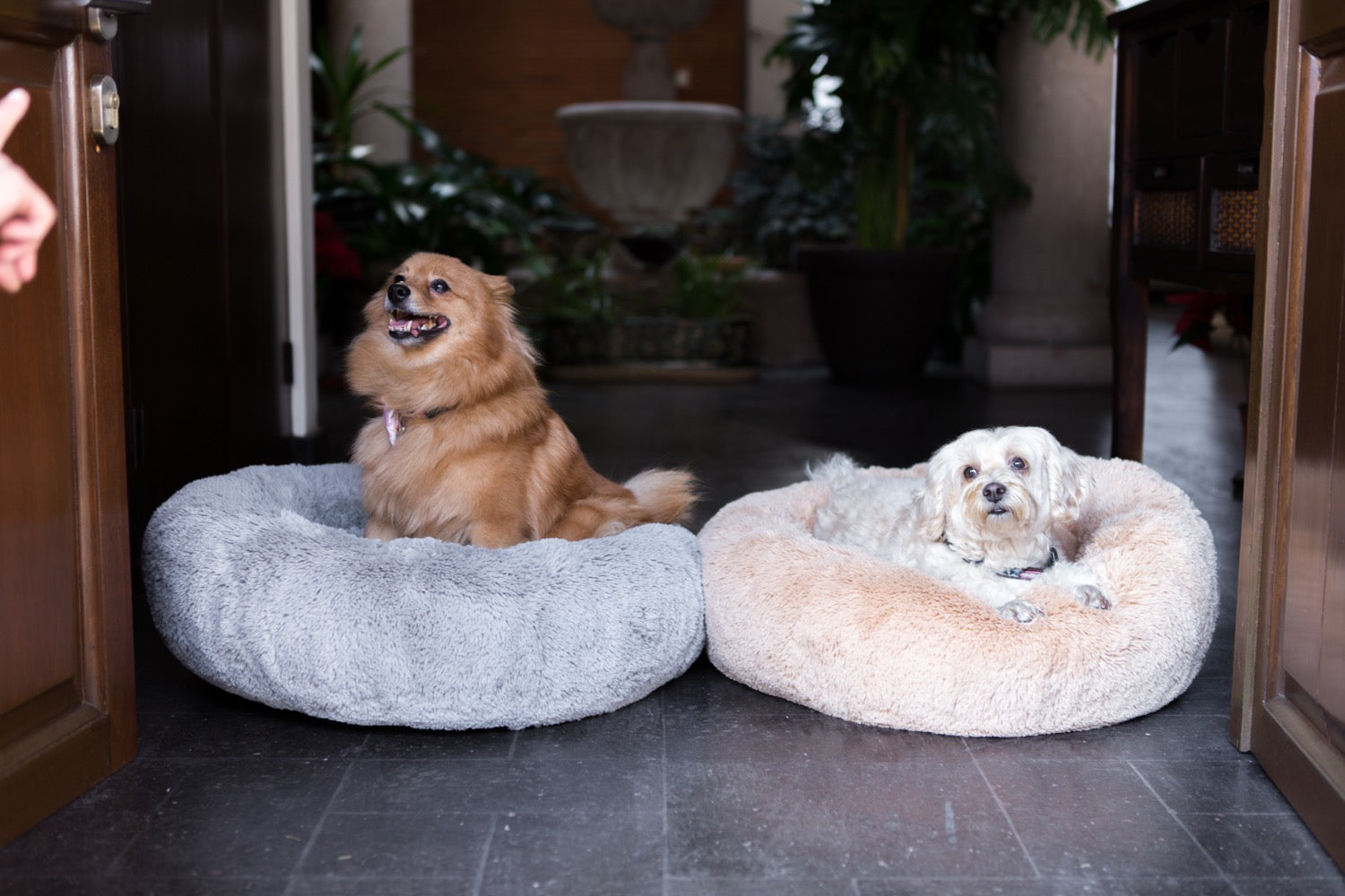 Dos perritos, cada uno en su Camita Bienestar