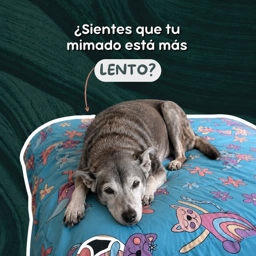Perro senior que se levanta con dificultad