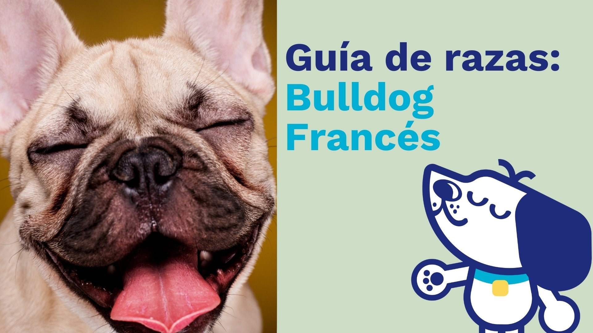 Guía de razas: Bulldog Francés