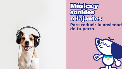 Cómo la Música y los Sonidos Relajantes Pueden Ayudar a Reducir la Ansiedad en los Perros