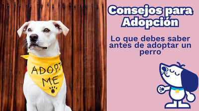 Adopción Responsable: Lo que Debes Saber antes de Adoptar un Perro