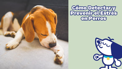 Cómo Detectar y Prevenir el Estrés en Perros