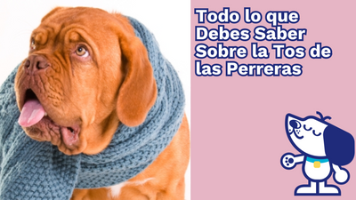 Todo lo que Debes Saber Sobre la Tos de las Perreras