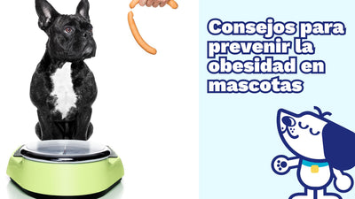 Consejos para prevenir la obesidad en mascotas