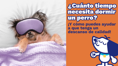 ¿Cuánto tiempo necesita dormir un perro?