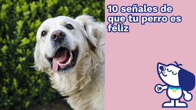 10 señales de que tu perro es feliz