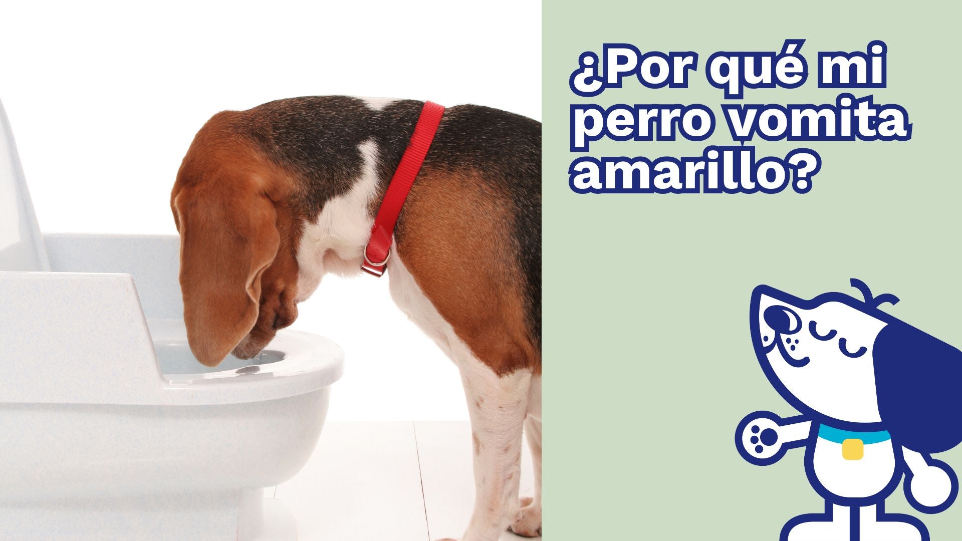 ¿Por qué mi perro vomita amarillo?