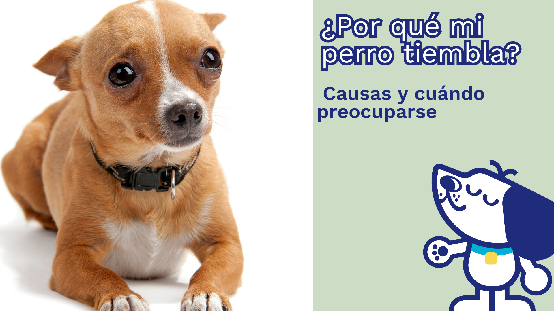 ¿Por qué mi perro tiembla? Causas y cuándo preocuparse