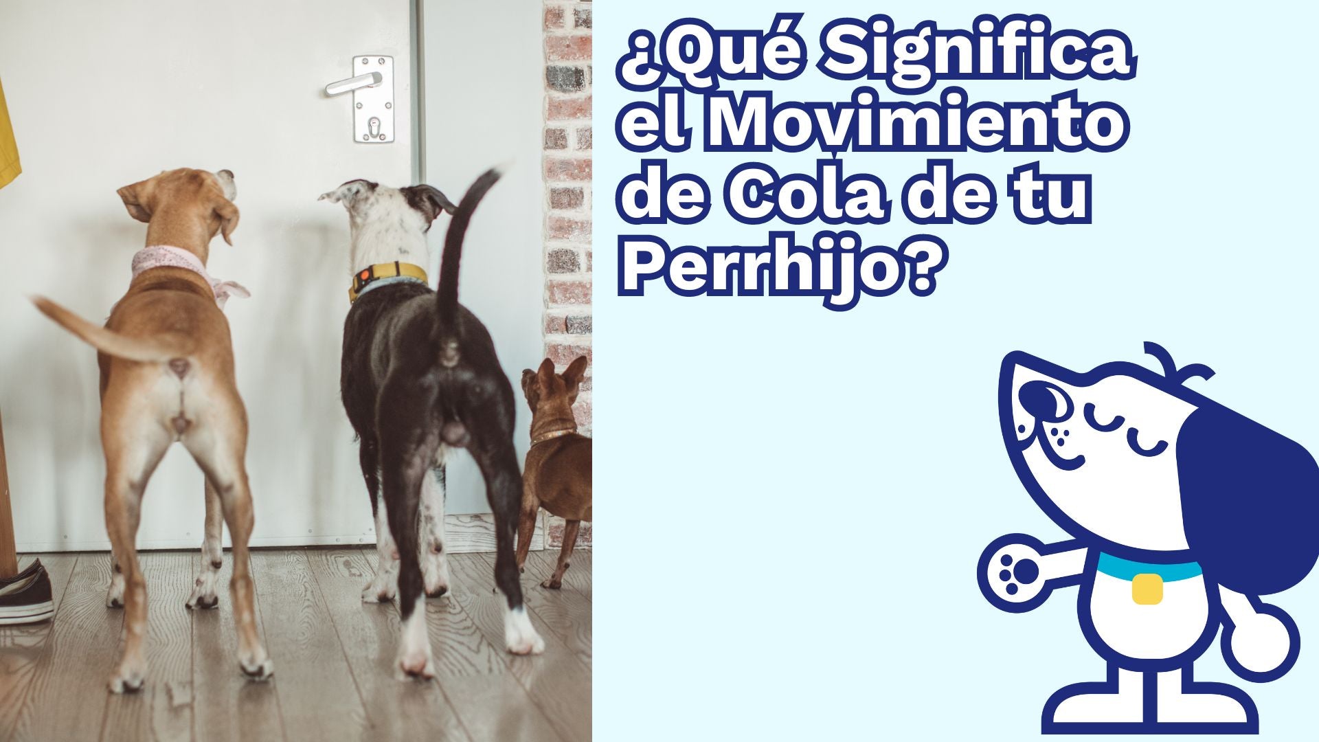 ¿Qué Significa el Movimiento de Cola de tu Perro? 🐾 – Camita Bienestar