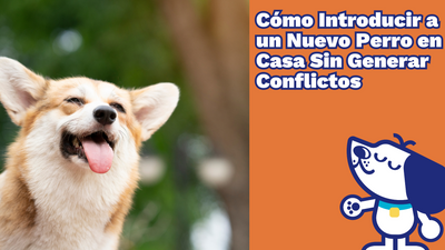 Cómo Introducir a un Nuevo Perro en Casa Sin Generar Conflictos