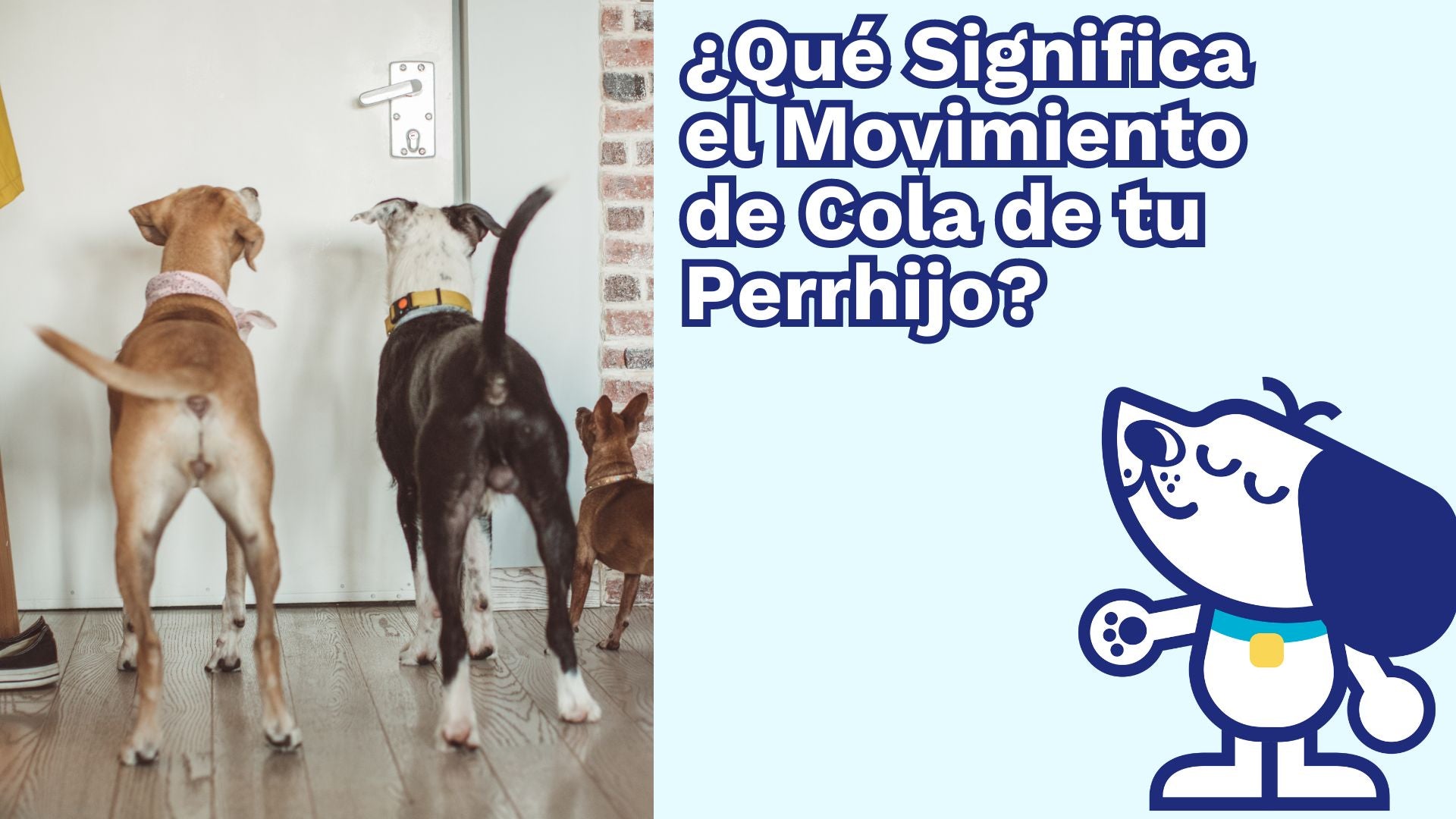 ¿Qué Significa el Movimiento de Cola de tu Perro? 🐾