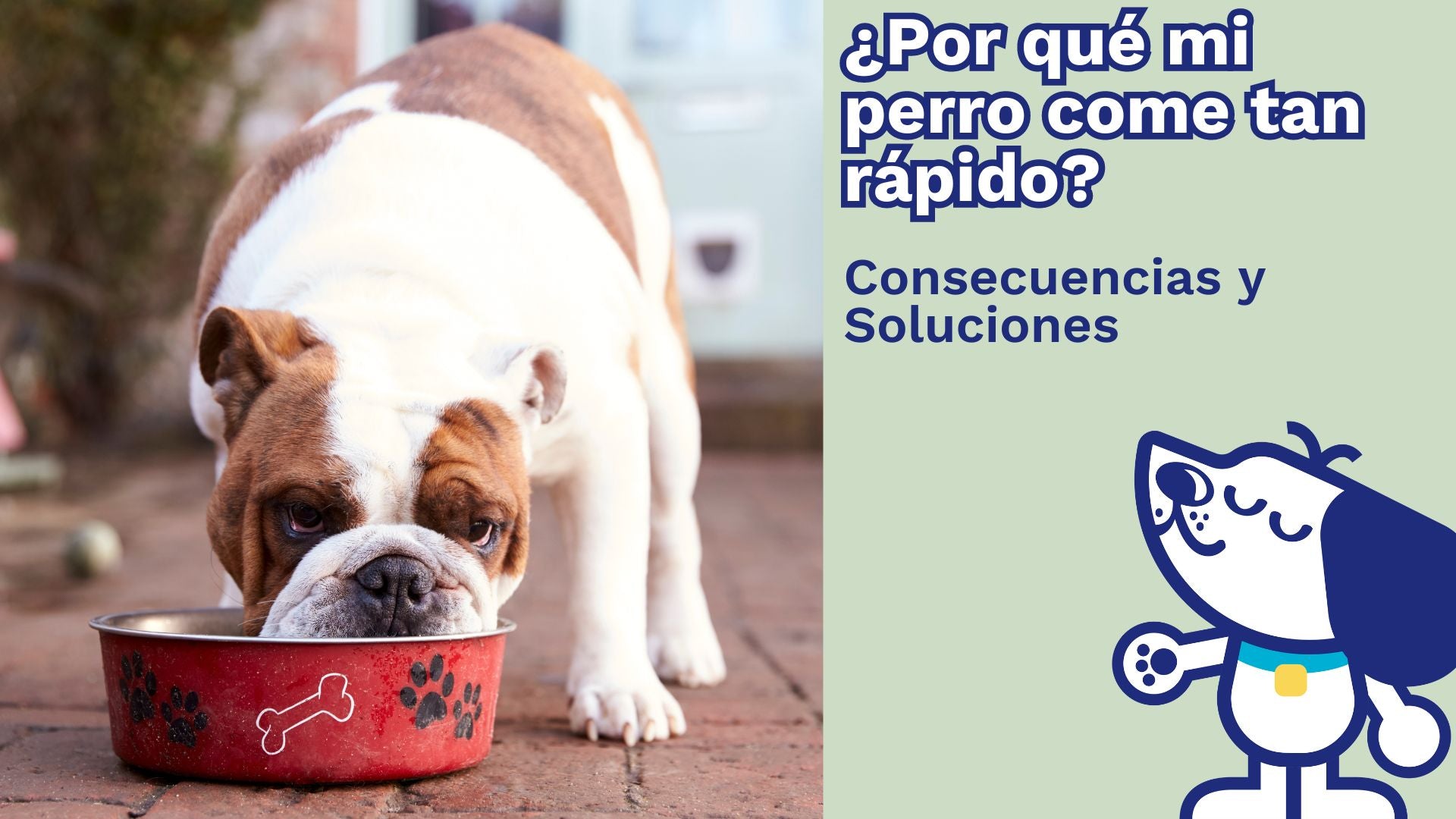 ¿Por Qué tu Perro Come Tan Rápido? Consecuencias y Soluciones