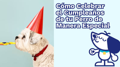 Cómo Celebrar el Cumpleaños de tu Perro de Manera Especial