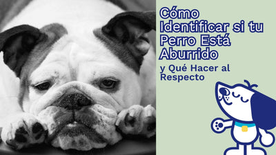 Cómo Identificar si tu Perro Está Aburrido y Qué Hacer al Respecto🐾