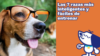 Razas de Perros Más Inteligentes y Fáciles de Entrenar