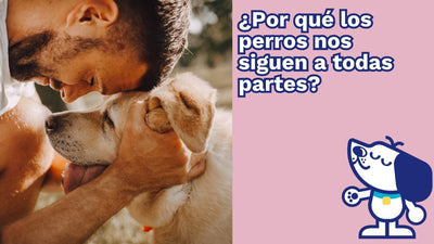 ¿Por qué los perros nos siguen a todas partes? La ciencia detrás de su lealtad
