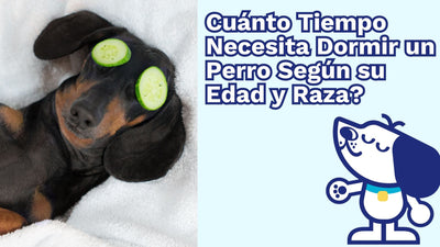 💤 ¿Cuánto Tiempo Necesita Dormir un Perro Según su Edad y Raza? 🐾