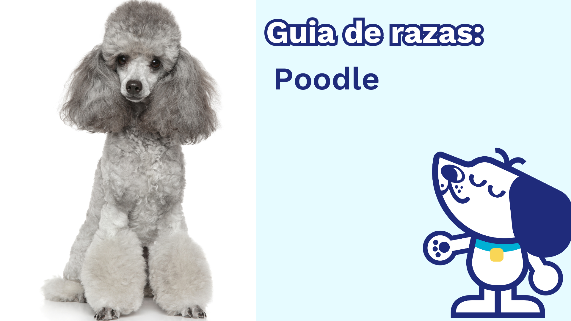 Guía de Razas: Poodle