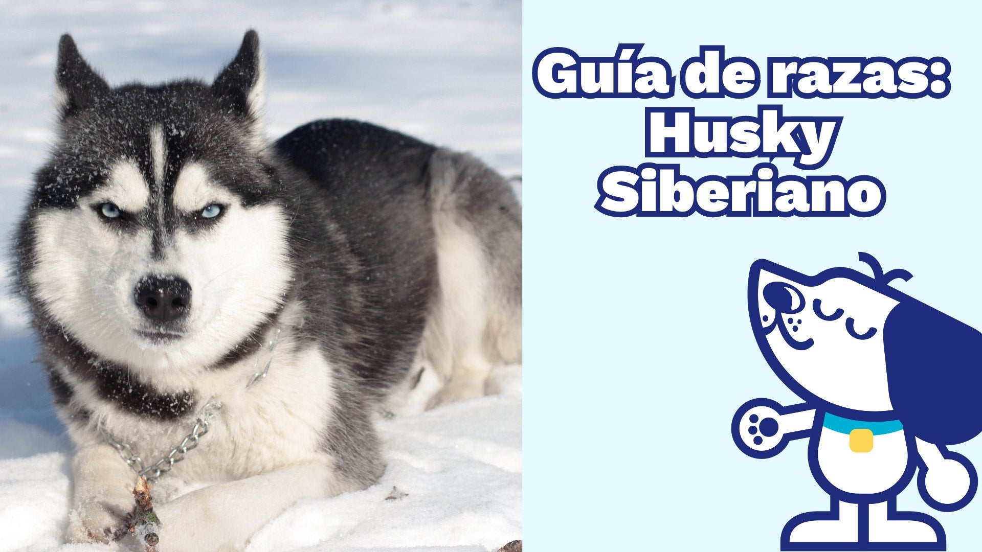 Guía de razas: Husky Siberiano