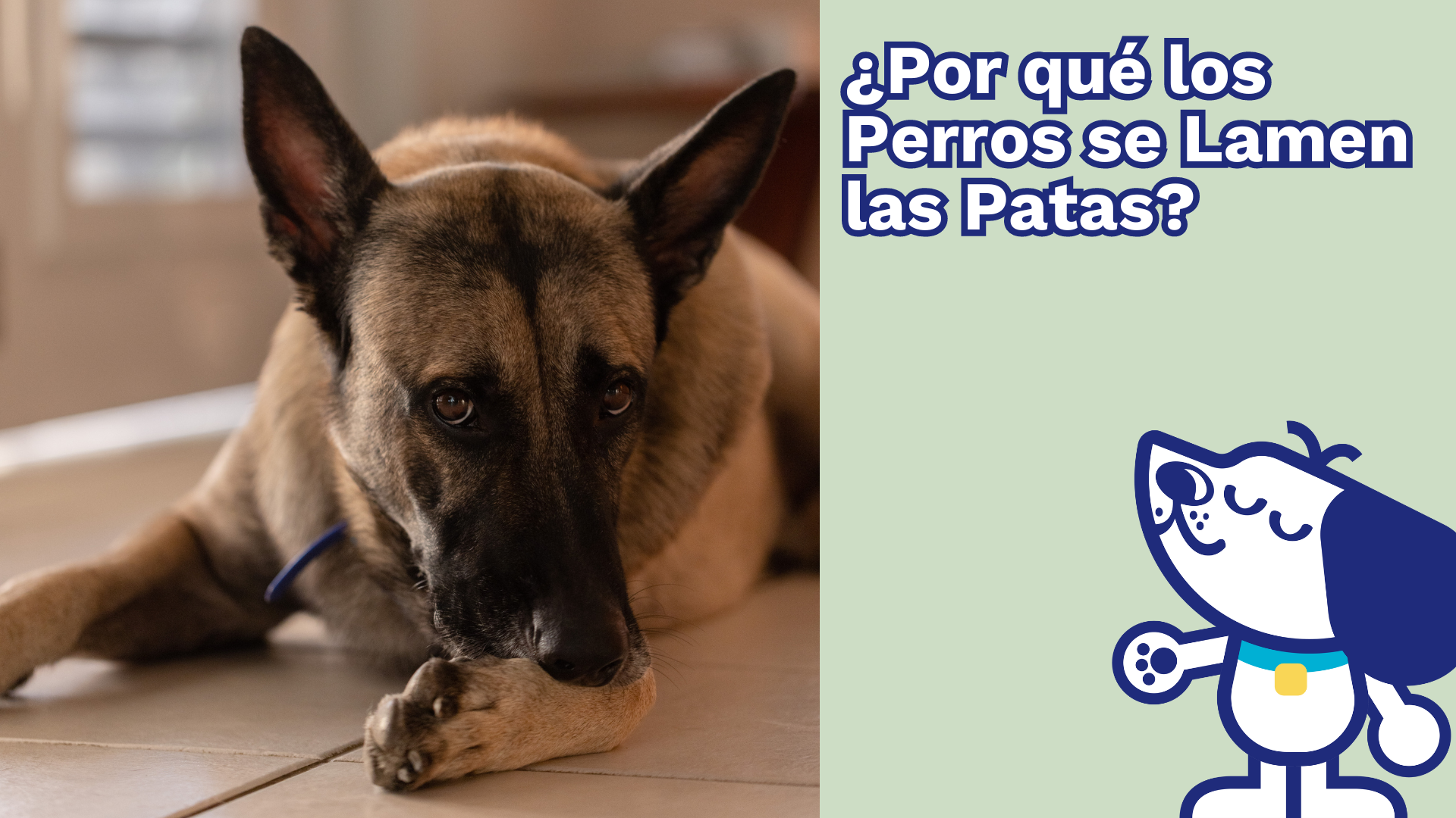 ¿Por qué los Perros se Lamen las Patas?