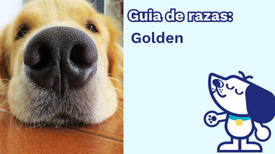 Guía de Razas de Perros: Golden Retriever