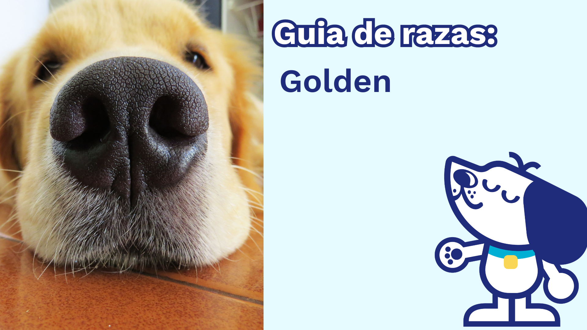Guía de Razas de Perros: Golden Retriever