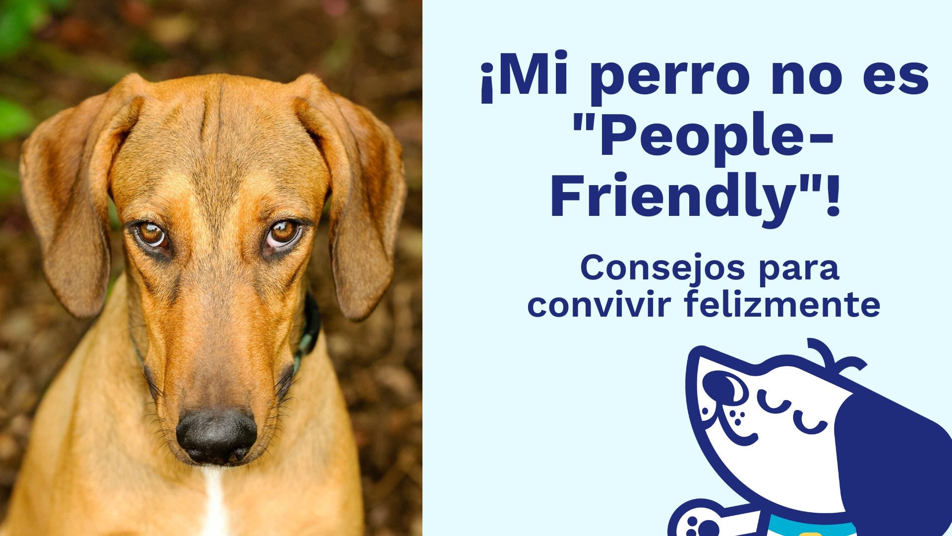 ¡Mi perro no es "People-Friendly"! Consejos para Convivir Felizmente