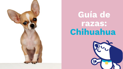 Guía de razas: Chihuahua