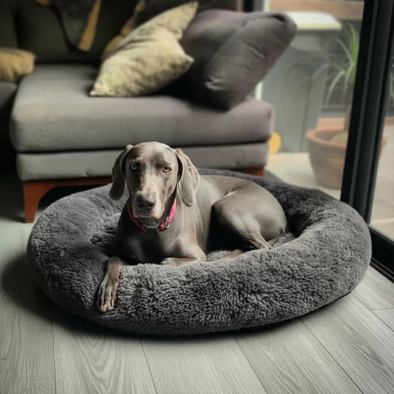 Camita Antiestrés con Memory Foam