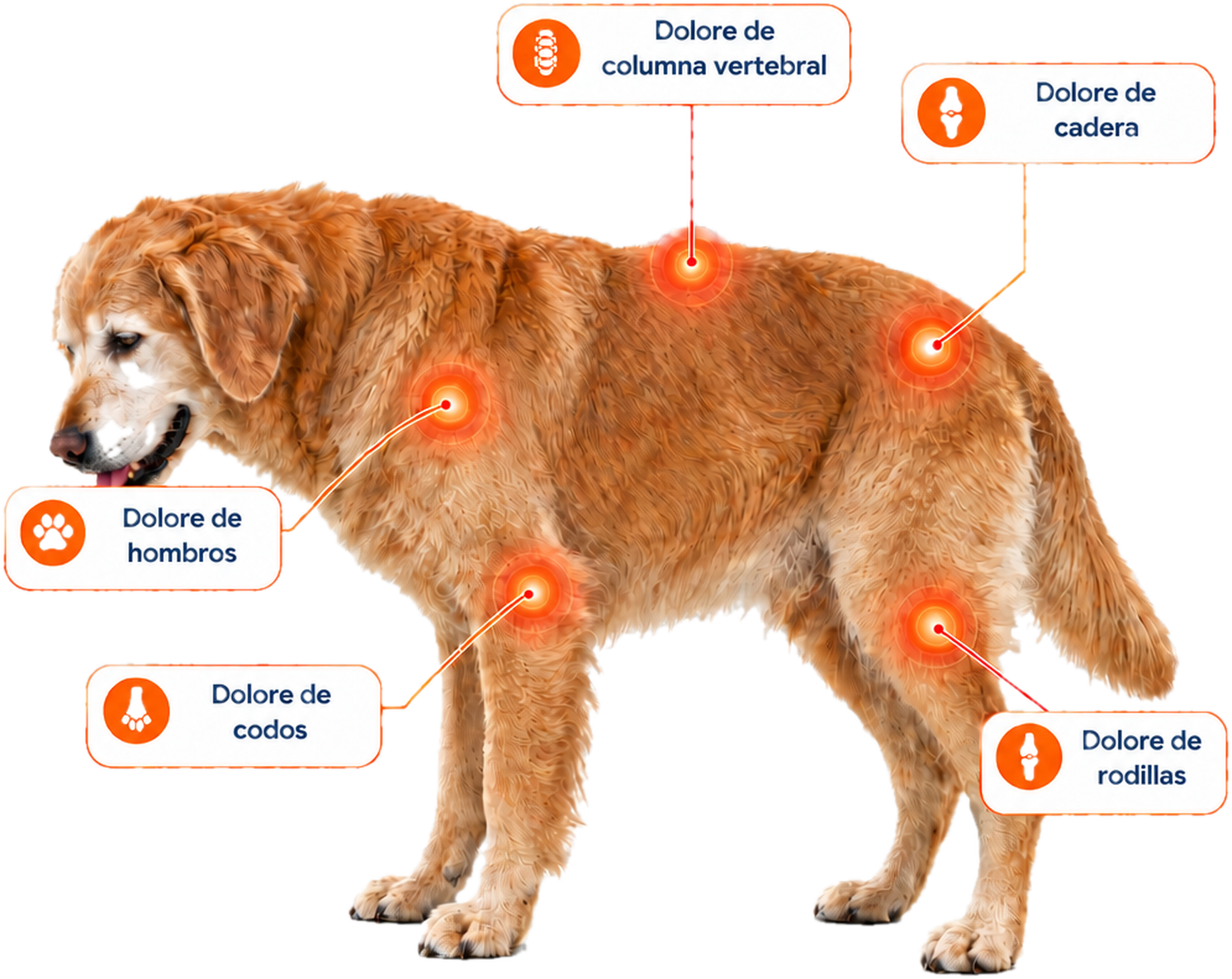 Puntos de dolor articular en un perro senior: columna, cadera, hombros, codos y rodillas