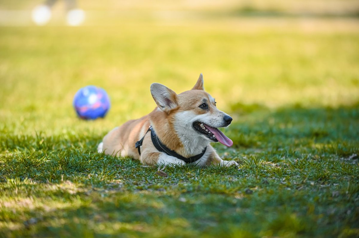 Perrito feliz y fresco en su Camita Bienestar