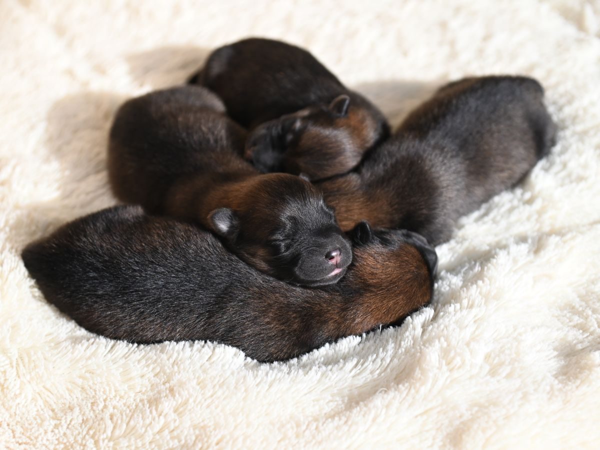 Cachorros descansando en su nido