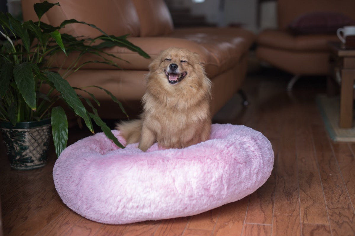 Perrito feliz en su Camita Bienestar