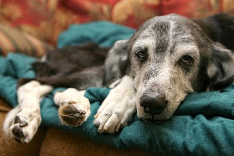 Perro senior que descansa mucho más
