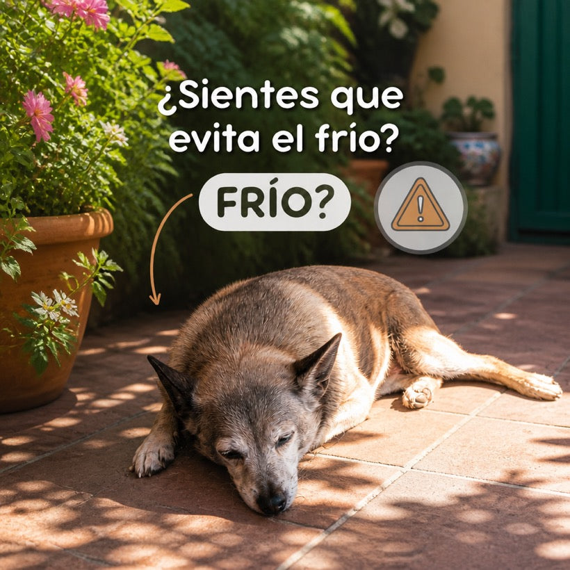 Perro senior que evita el piso frío